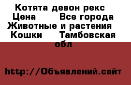 Котята девон рекс › Цена ­ 1 - Все города Животные и растения » Кошки   . Тамбовская обл.